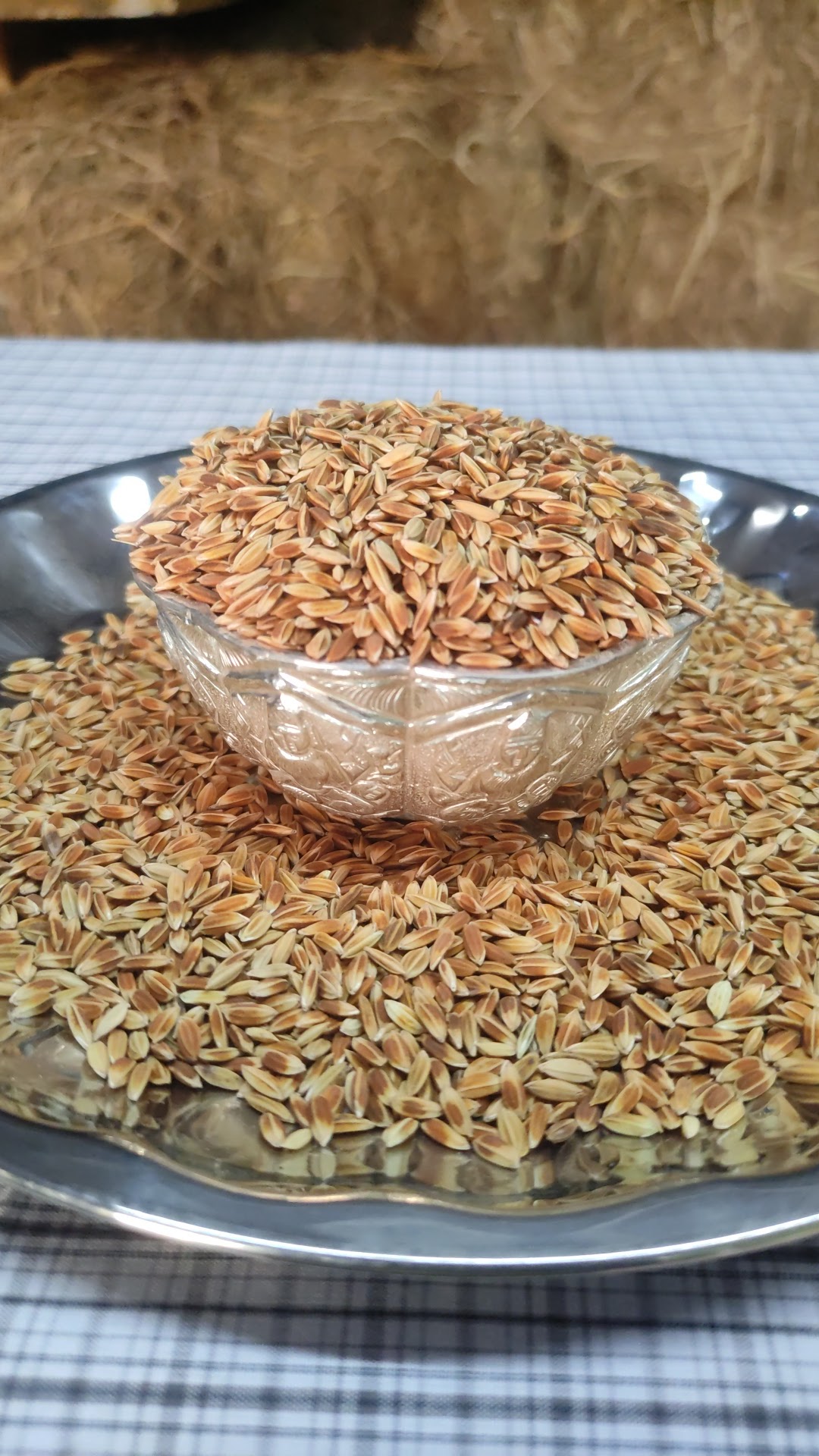 Golden Khapali Wheat
